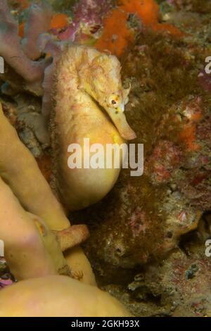 Ippopotano maschio abbellito da pois, Hippocampus abdominalis. Kurnell, nuovo Galles del Sud, Australia profondità: 11,9m. Foto Stock