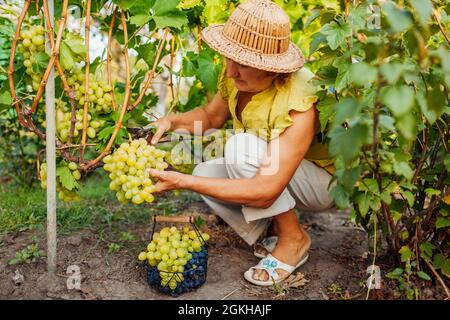 Coltivatore anziano che raccoglie raccolto di uva su fattoria ecologica. Donna che taglia uva da tavola verde con potatrice in frutteto. Giardinaggio, concetto di agricoltura Foto Stock