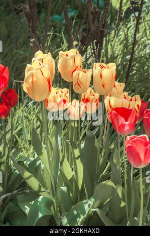 Gruppo di Tulipa Grand perfezione in letto di fiori. Un tulipano a fiore singolo del gruppo trionfale Divisione 3. Un tulipano giallo e rosso si sbiadisce a bianco e rosso Foto Stock