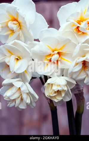 Primo piano del gruppo di Narcissus Sir Winston Churchill in primavera. Una doppia divisione di colore bianco e arancione 4 daffodil e una perenne decidua Foto Stock