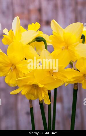 Primo piano di Narcissus Tripartite in primavera. Narcissus Tripartite è una divisione gialla 11a Split corona collar daffodil e perenne e completamente hardy Foto Stock