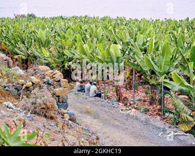 Tre operai di piantagioni da una piantagione di bababnen a Tenerife, siediti su un muro con una vista della piantagione e fai una pausa. Possono essere solo s Foto Stock