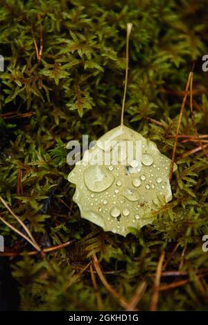 Una foglia di aspen caduta che giace sul muschio nella foresta è coperta di gocce d'pioggia. Foto Stock