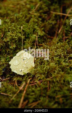 Una foglia di aspen caduta che giace sul muschio nella foresta è coperta di gocce d'pioggia. Foto Stock