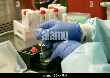 CAMP LEMONNIER, Gibuti (23 aprile 2021) U.S. Navy Hospital Corpsman 2a Classe Wei Xu, di Lemoore, California, prepara un campione di tampone per il test COVID-19 presso la Naval Medical Research Unit (NAMRU) di Camp Lemonnier il 23 aprile 2021. Il team NAMRU ha effettuato migliaia di test di laboratorio dalla primavera del 2020. A sostegno dei combattenti Uniti, la NAMRU ricerca e traccia di malattie infettive, problemi di salute ambientale e epidemiologia e scienze comportamentali, per sostenere il personale militare dispiegato in Africa, Medio Oriente e Sud-Ovest asiatico. Foto Stock