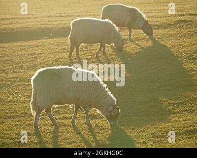 Tre 3 pecore di collina retroilluminate di fronte nera che pascolo insieme con lunghe ombre sul prato illuminato dal sole in bagliore dorato - Cumbria, Inghilterra, Regno Unito Foto Stock