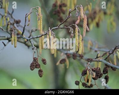 Catkins gialle dorate e coni secchi marroni, una combinazione unica per l'albero di Alder (Alnus glutinosa) nel sole primaverile in Cumbria, Inghilterra, Regno Unito Foto Stock