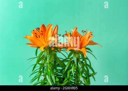 Bella fioritura arancio gigli asiatici con fondo verde e steli verdi Foto Stock