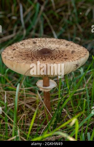 Pezzo di fungo con un piccolo ragno che cammina sulla sua superficie in una foresta mediterranea Foto Stock