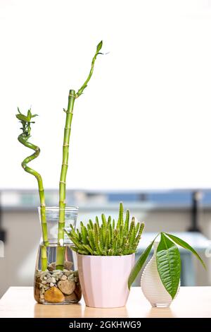 Il bambù fortunato, pachira aquatica e l'olocereus undatus in pentole piccole su un tavolo di legno Foto Stock