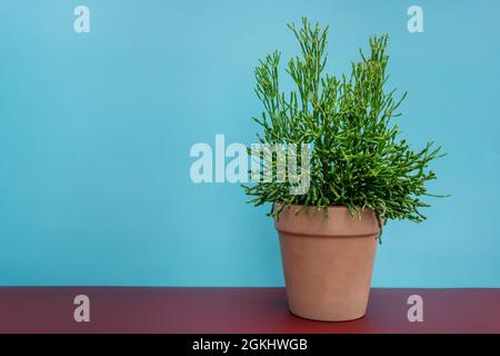 Pentola con succulenti su tavola marrone e fondo blu Foto Stock