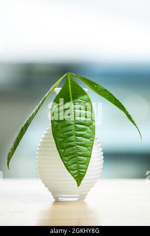 Piccolo vaso bianco con foglie di pachira aquatica in crescita e sfondo con un sacco di bokeh Foto Stock