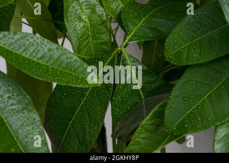 Molto verde pachira aquatica foglie con una moltitudine di piccole gocce di rugiada Foto Stock