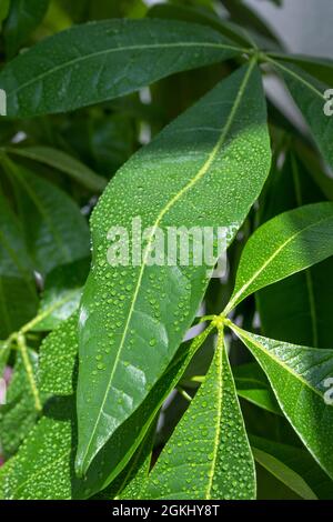 Foglie verdi di pachira aquatica con una moltitudine di gocce di acqua rinfrescante e nutriente che la rende lussureggiante Foto Stock