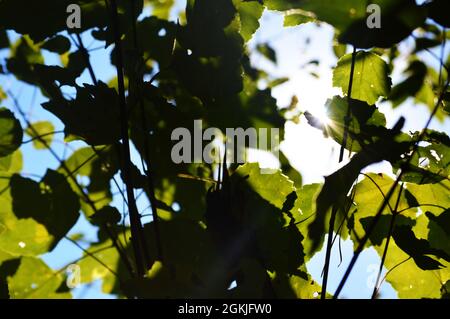 La luce del sole attraverso foglie Foto Stock