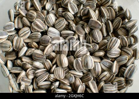 Semi di girasole crudi a strisce (Helianthus annuus) nella conchiglia. Foto Stock