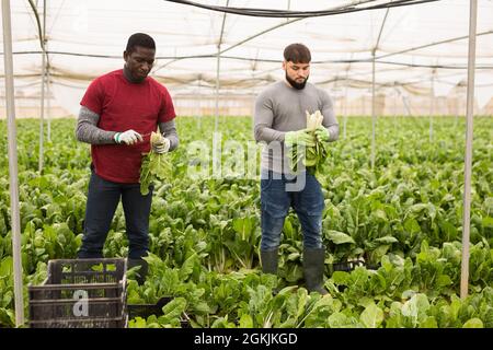 Operai che tagliano bietole verdi su campo agricolo Foto Stock