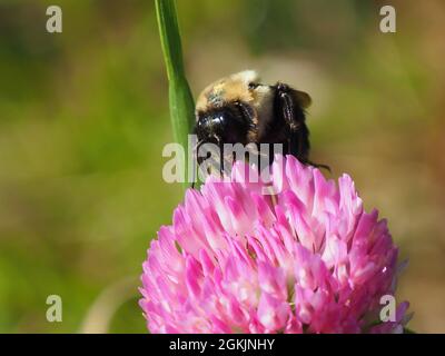 OLYMPUS FOTOCAMERA DIGITALE - primo piano di un bumblebee raccolta nettare dal fiore rosa su una pianta di trifoglio che cresce in un prato. Foto Stock