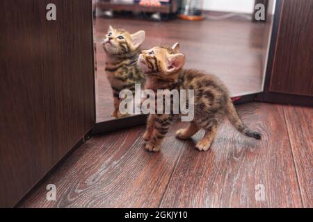 Piccolo carino gattino bengala curioso che guarda nello specchio di un wodrobe. Foto Stock