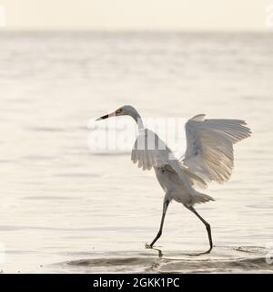 Un White Morph reddish Egret si esibisce mentre si caccia il pesce. Foto Stock