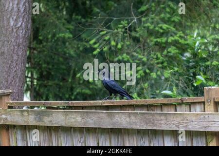 singolo corvo nero lucido seduto su una recinzione di legno da un grande pino in primavera Foto Stock