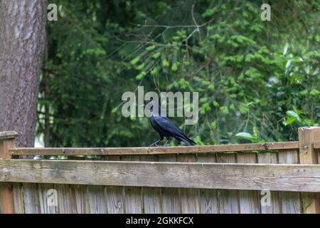 singolo corvo nero lucido seduto su una recinzione di legno da un grande pino in primavera Foto Stock