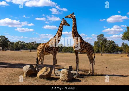 Due belle giraffe che mostrano affetto l'una per l'altra Foto Stock