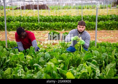 Operai che tagliano bietole verdi su campo agricolo Foto Stock