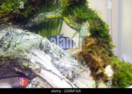 Un capricciallo blu giovanile Malawi Cichlids in un acquario domestico di Freshwarwe Foto Stock
