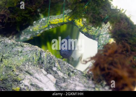 Un blu Malawai Cichlid Juvenile in un acquario domestico Foto Stock