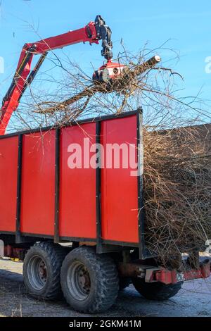 Residui di legno dalla potatura dell'albero sono trasportati via Foto Stock
