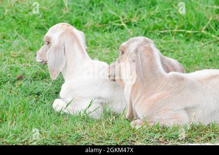 mucca , mucche giovani nel campo Foto Stock