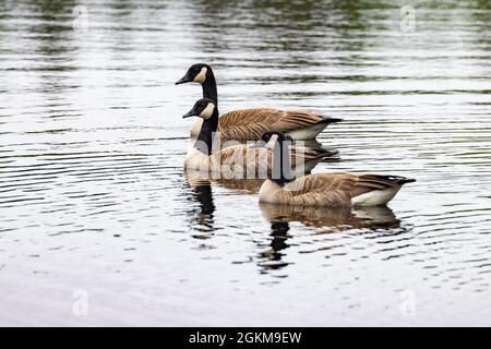 tre oche canadesi nuotano su un piccolo laghetto riflettente Foto Stock