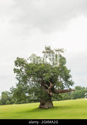Vecchia quercia inglese quercus robur in foglia piena mostrando it`s età in un campo nr Oxfordshire Inghilterra UK. Foto Stock