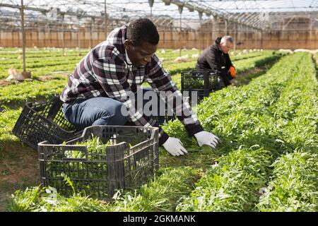 Contadino afroamericano che raccoglie rucola Foto Stock