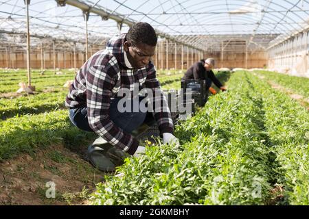 Maschio afroamericano durante la raccolta di rucola in hobhouse Foto Stock