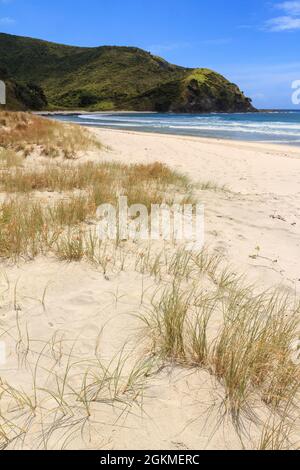 Un paesaggio di spiaggia con erbe di dune e sabbia dorata a Tapotupotu Bay, Northland, Nuova Zelanda Foto Stock