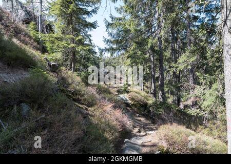 Wanderung von Zwercheck zum Grossen Osser Foto Stock