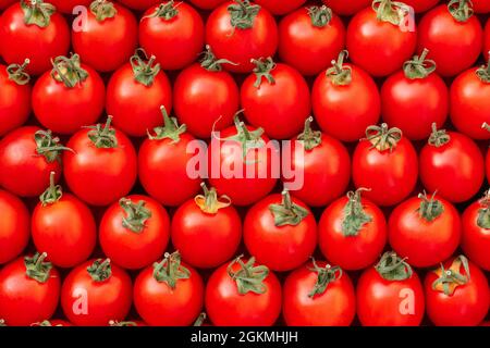 Immagine di sfondo di file distesi di pomodori ciliegini rossi maturi. Vista dall'alto. Disposizione piatta. Spazio di copia Foto Stock