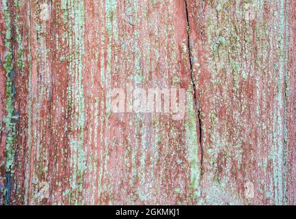 Vecchio dipinto sfondo di legno incrinato di struttura porta fienile Foto Stock