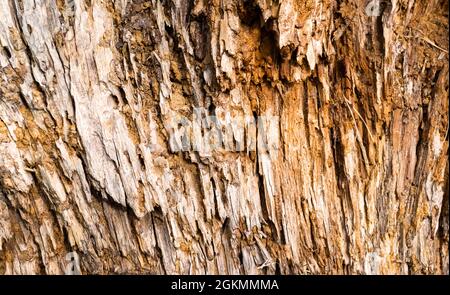 Closeup di una vecchia struttura di corteccia dell'albero Foto Stock