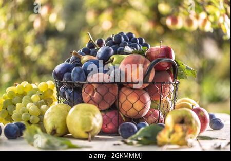 Assortimento di frutta fresca su un tavolo da giardino in un cestino di filo. Foto Stock