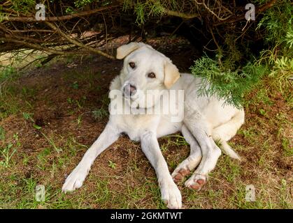 White femmina Maremma Pastore cane sotto la pianta in giardino. Foto Stock