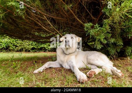 White femmina Maremma Pastore cane sotto la pianta in giardino. Foto Stock