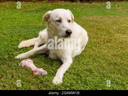 Cane bianco con osso grezzo grande sul campo di erba. Foto Stock