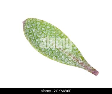 Pedunculate Sea-purslane - Atriplex pedunculata Foto Stock