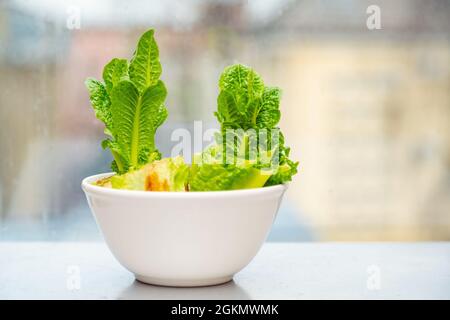 Ricalcare il cavolo cinese in una ciotola di vetro. Usando gli scarti vegetali per coltivare le verdure organiche a casa. Foto Stock