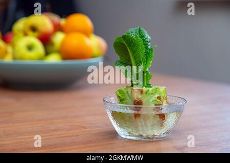 Ricalcare il cavolo cinese in una ciotola di vetro. Usando gli scarti vegetali per coltivare le verdure organiche a casa. Foto Stock