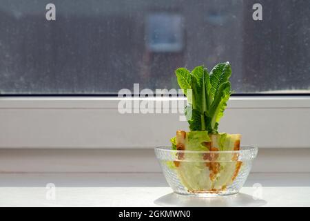 Ricrowing cavolo cinese in una ciotola di vetro su un davanzale. Usando scarti vegetali per coltivare verdure organiche a casa. Foto Stock