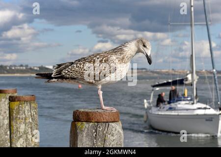 Grande nero-backed Gull - Larus marinus Foto Stock